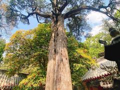 -青岛崂山太清宫