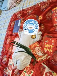 -上海小小宝婴儿理胎发胎毛笔