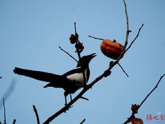 -北京石刻艺术博物馆(五塔寺)