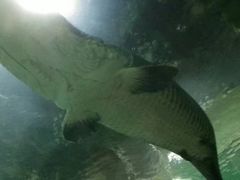 -新加坡海洋生态馆