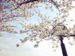 -高东镇樱花园