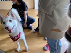 -Husky Go! 哈士奇体验馆·宠物咖啡厅狗咖