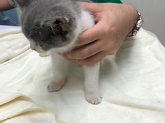-瑞鹏·疫苗·绝育·宠物医院(金沙洲店)