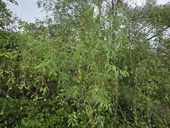 -东寨港红树林旅游区