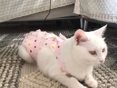 -纳吉亚猫专科动物医院博雅分院