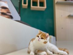 -飞行喵MR PILOT|猫舍·猫咖(静安大融城店)