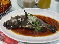 清蒸青斑鱼-双井轩(双井店)