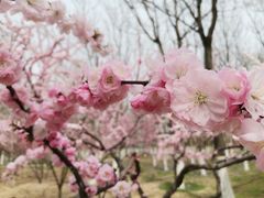 -大兴滨河森林公园