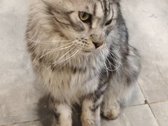 -楼上猫咖(罗湖店)