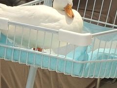 -怪兽屋·羊驼·猫咖·狗咖(俊华广场店)