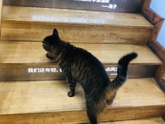 -猫的天空之城概念书店(杭州南宋御街店)