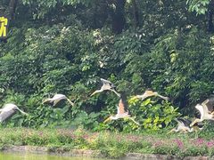 -广州长隆飞鸟乐园
