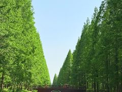 -黄海国家森林公园