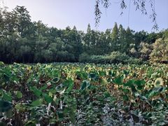 -洛阳市隋唐城遗址植物园