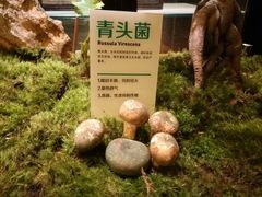 -蔼若春.传承三十年云南菜(金碧公园店)