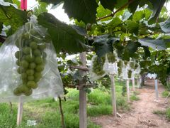 -马陆小张葡萄园农家乐