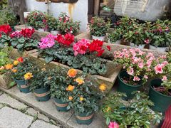 -花木兰·咖啡·茶铺