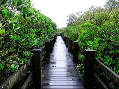 -上海长兴岛郊野公园