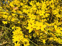 -大兴滨河森林公园