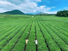 -雪绿茶博物馆