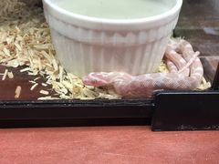 -帕帕拉兹宠物(亚洲旗舰店)