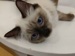 -猫域·湾主题猫咖·宠物吧(南坪城市广场店)