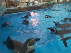 -帝企鹅自助餐厅•儿童岛•真企鹅(长隆企鹅酒店)