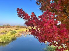 -径山花海