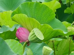 -荷塘月色湿地公园·向阳花洲