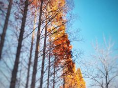 -白水寺森林公园