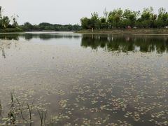 -东郊湿地公园