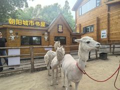 -禧宴Joyous Restaurant(禧园店)