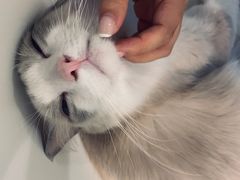 -飞行喵MR PILOT|猫舍·猫咖(静安大融城店)