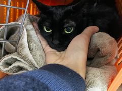 -乐派堂宠物医院·猫友好· 心脏科(东街店)