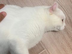 -有猫主题·治愈系猫咖(曾厝垵店)