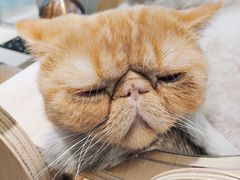 -飞行喵MR PILOT|猫舍·猫咖(静安大融城店)