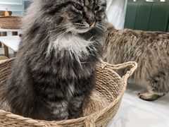 -安格丽娜·狗咖·猫咖羊驼咖(春熙路百盛商场店)