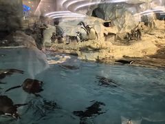 -帝企鹅自助餐厅•儿童岛•真企鹅(长隆企鹅酒店)