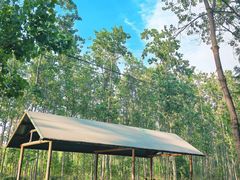 -合肥滨湖国家森林公园