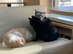 -鼓捣猫呢主题猫咖店