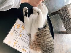 -喵屿·大理花园猫咖