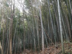 -上海佘山国家森林公园天马山园