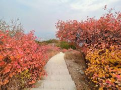 -北京西山国家森林公园