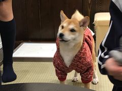 -逗柴咖啡屋·狗咖猫咖宠物桌游