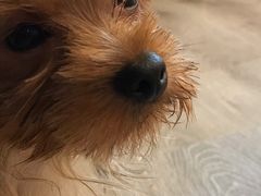 -浣熊柯尔鸭土拨鼠·电玩咖