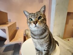 -猫儿山۰猫主题餐厅