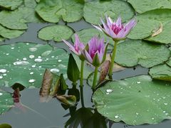 -国家植物园南园