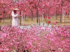 -天适樱花悠乐园