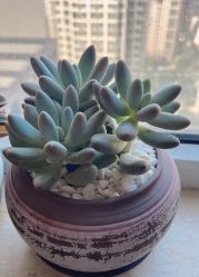 -HEYAN荷妍专业脱毛连锁机构