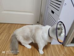 -爱侣宠医·鹦鹉专科·小型哺乳类·异宠专科(灵石路店)